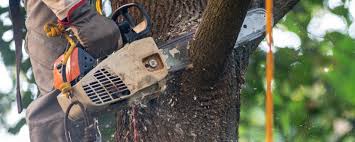 Best Tree Trimming and Pruning  in Monument Hills, CA