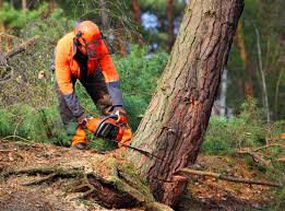 Best Emergency Tree Removal  in Monument Hills, CA