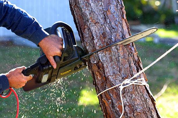 Best Tree Cabling and Bracing  in Monument Hills, CA