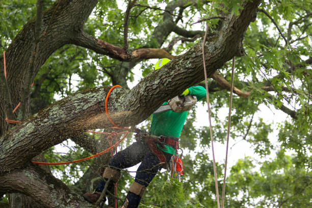 Trusted Monument Hills, CA Tree Care Experts