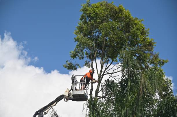 How Our Tree Care Process Works  in  Monument Hills, CA