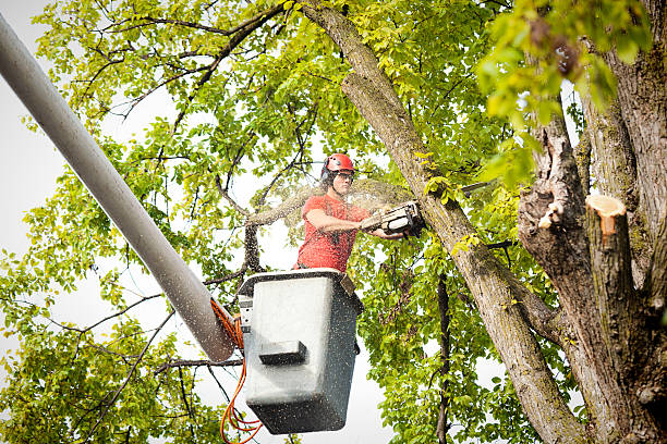 Best Firewood Processing and Delivery  in Monument Hills, CA