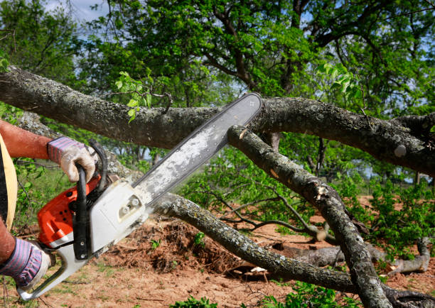 Best Hazardous Tree Removal  in Monument Hills, CA